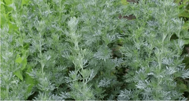 Wormwood by parasites
