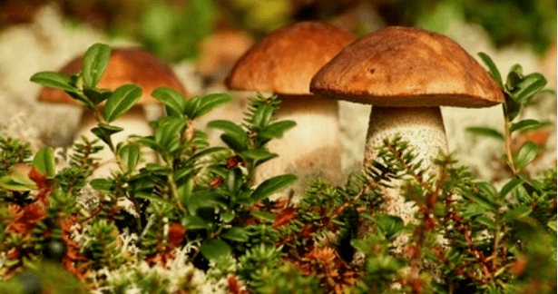 fungus